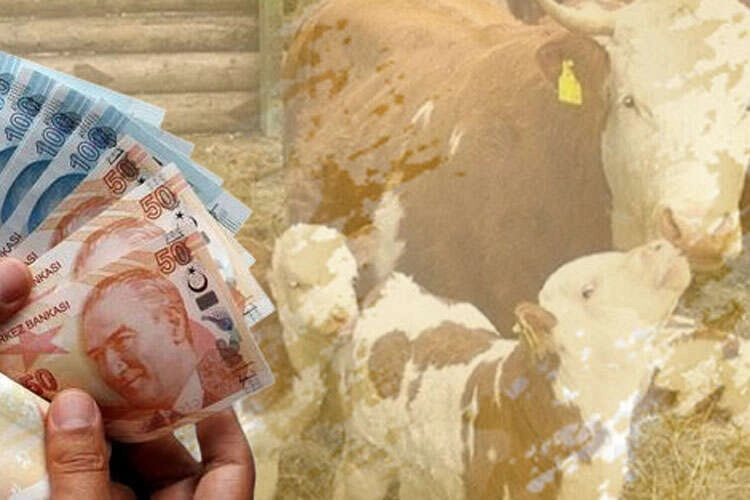 Çiftçilere müjde: 4,5 milyar TL destek hesaplarda